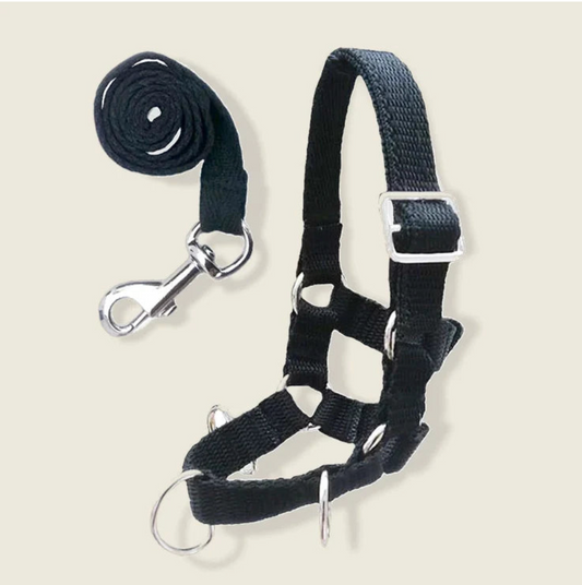 Crafty Ponies Lunge Set Black