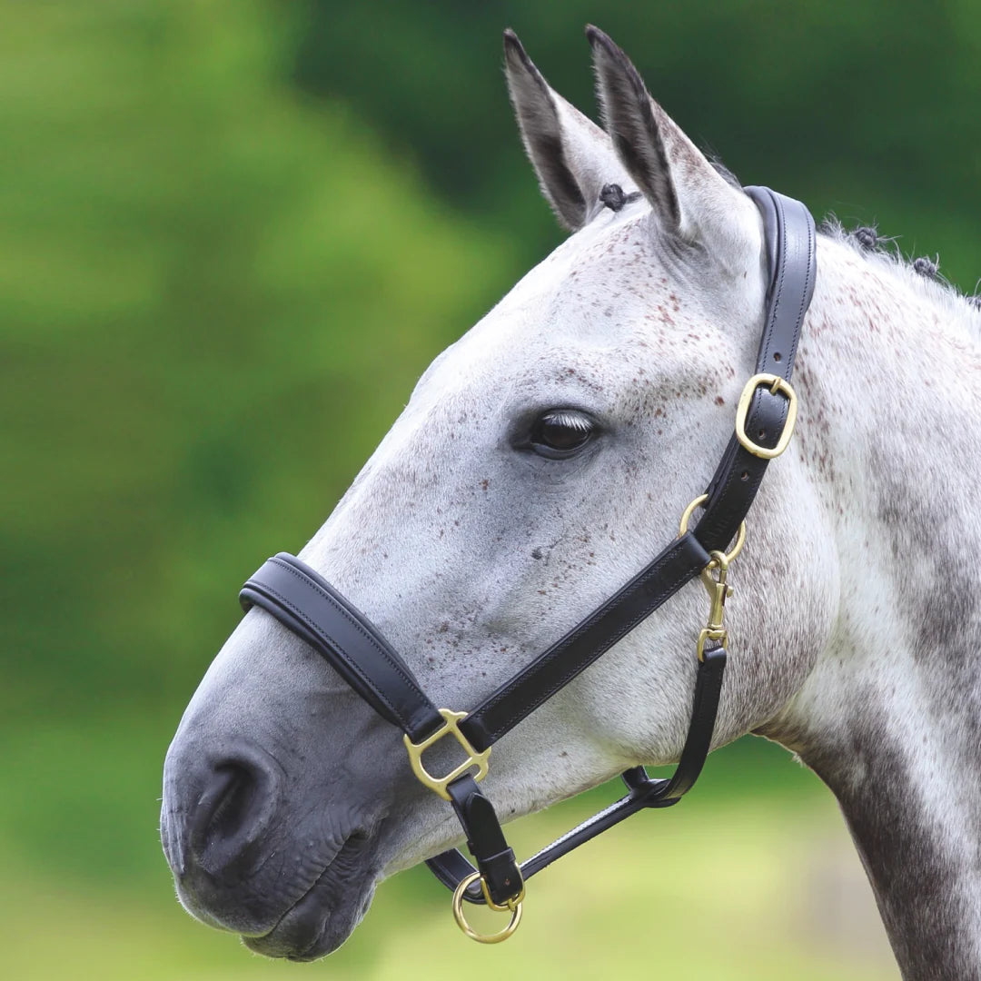 Shires Velociti Gara Black Leather Travel Headcollar