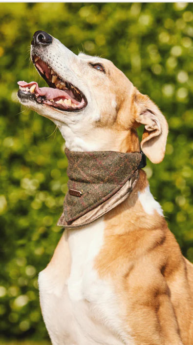 Heritage Hounds Tweed Dog Bandana - Green Box