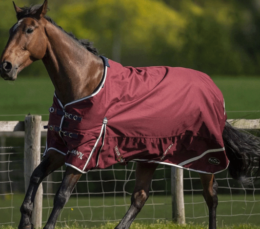 Gallop Trojan Xtra 50 Turnout - Burgandy/navy