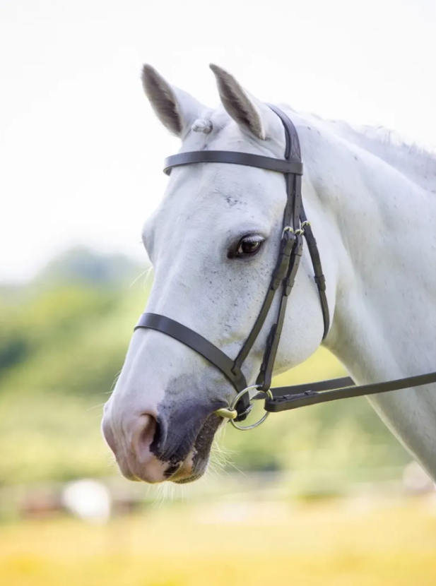 Shires Velociti Hunter Cavesson Black Cob