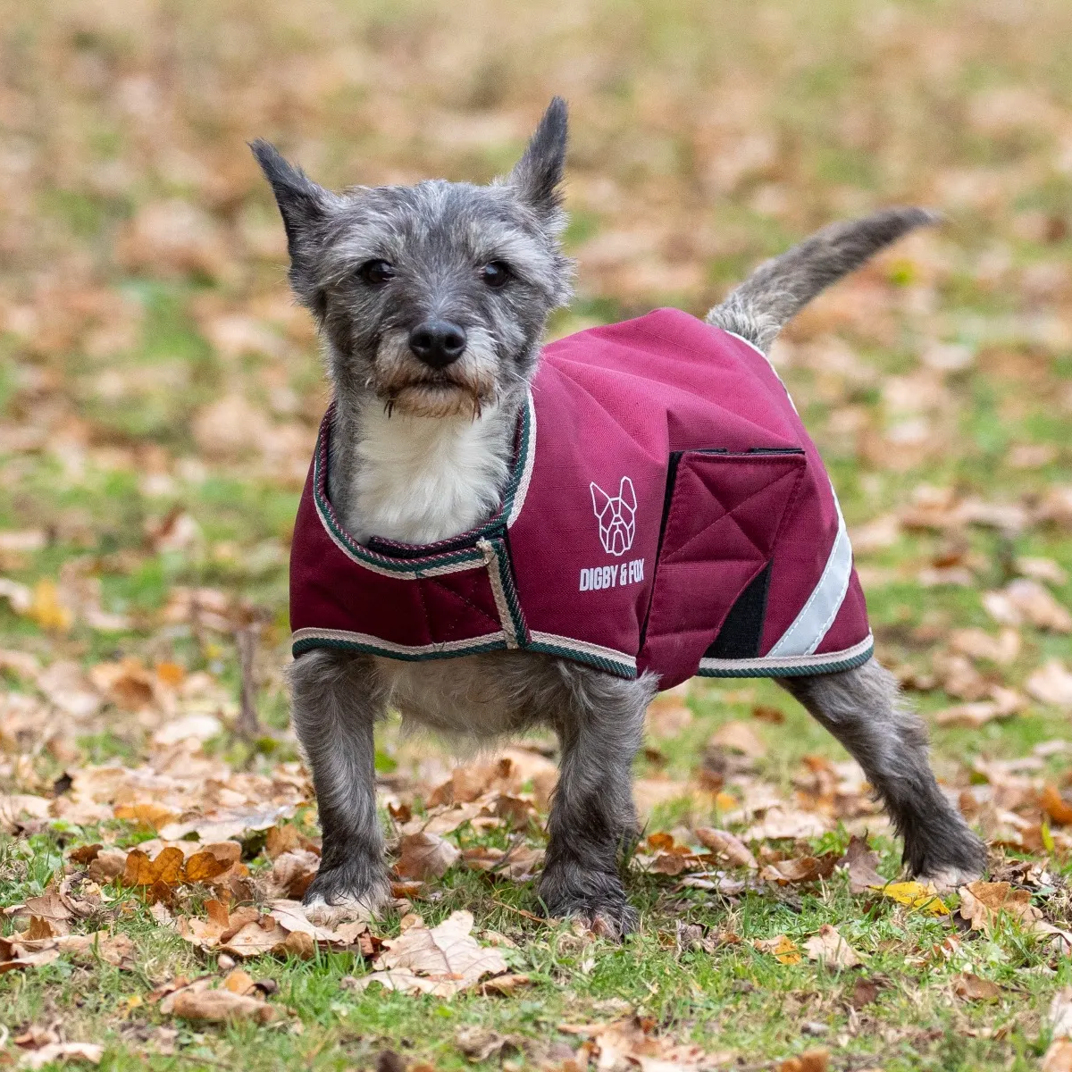 Shires Digby & Fox Burgundy Waterproof Dog Coat