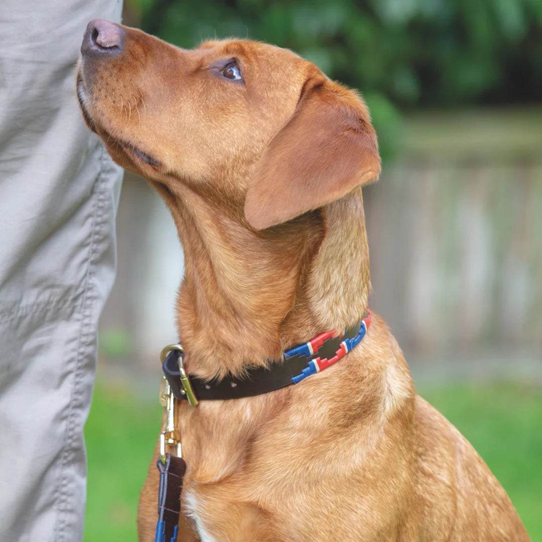 Shires Drover Navy/Red Polo Dog Collar