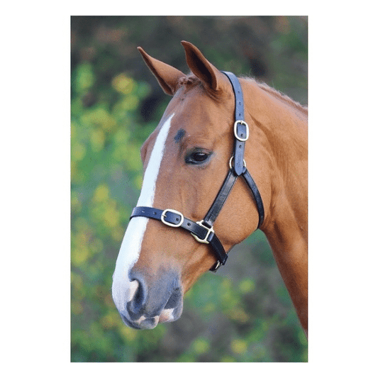 Shires Fully Adjustable Black Leather Headcollar