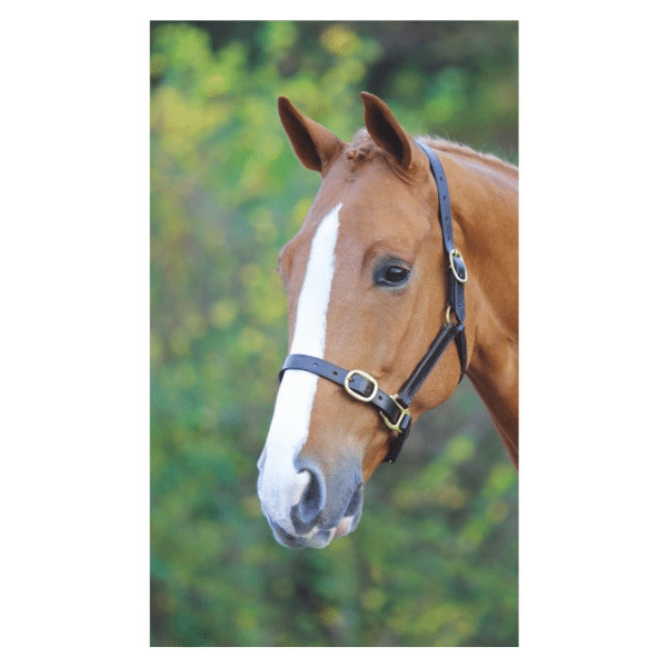 Shires Fully Adjustable Havana Leather Headcollar