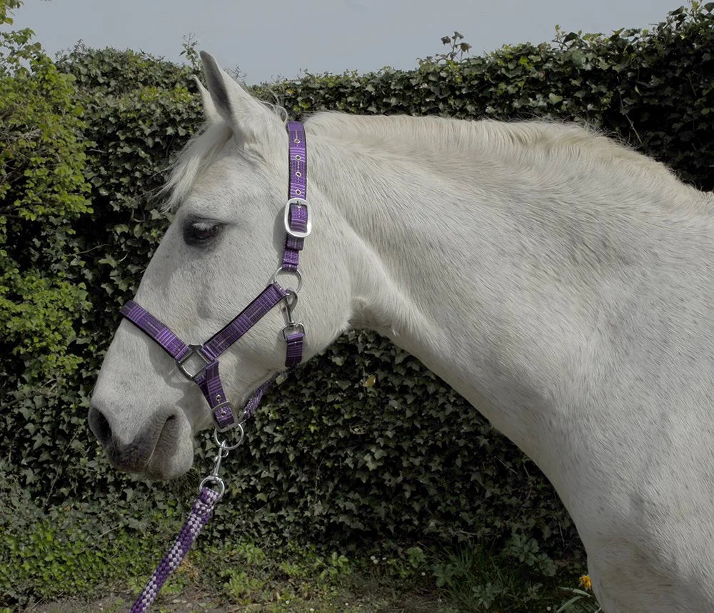 Rhinegold Carnival Purple Check Headcollar & Rope Set