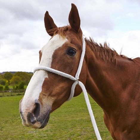 Elico White Rope Show Halter