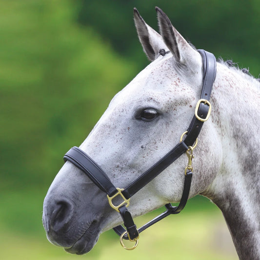 Shires Velociti Gara Black Leather Travel Headcollar