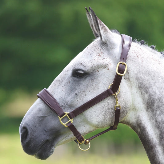 Shires Velociti Gara Havana Leather Travel Headcollar