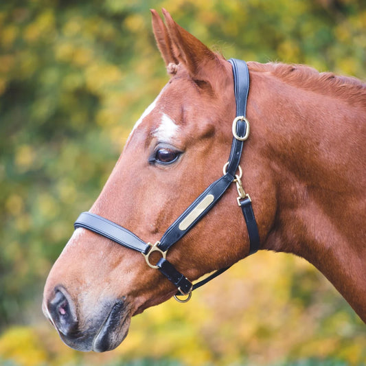 Shires Velociti Gara Havana Leather Nameplate Headcollar