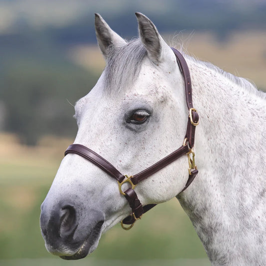 Shires Velociti Gara Havana Ragley Lined Leather Headcollar