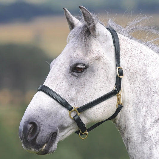 Shires Velociti Gara Black Ragley Lined Leather Headcollar