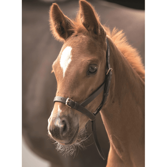 Shires Leather Havana Foal Slip