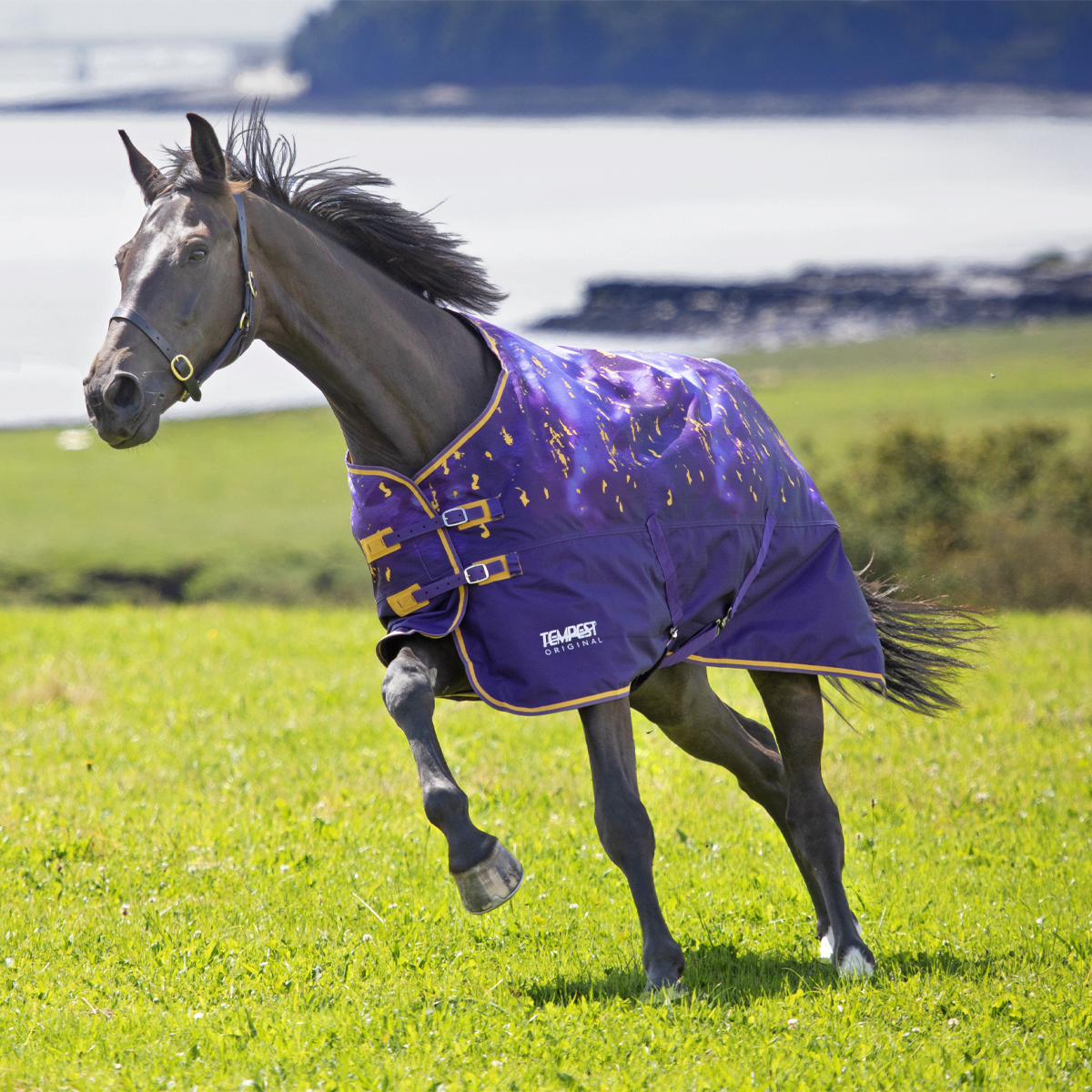 Shires Tempest Original Lite Amethyst Turnout Rug