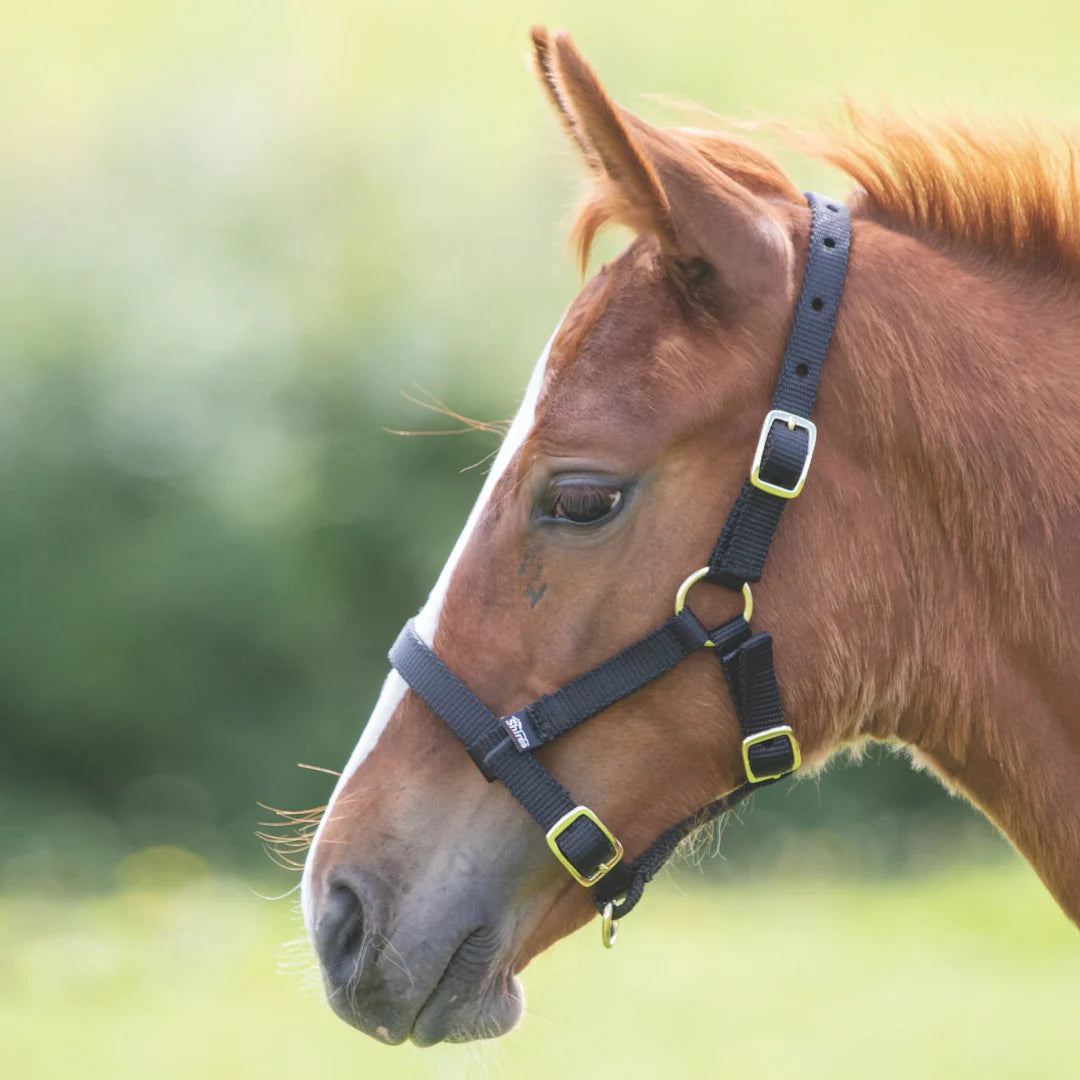 Shires Foal Headcollar