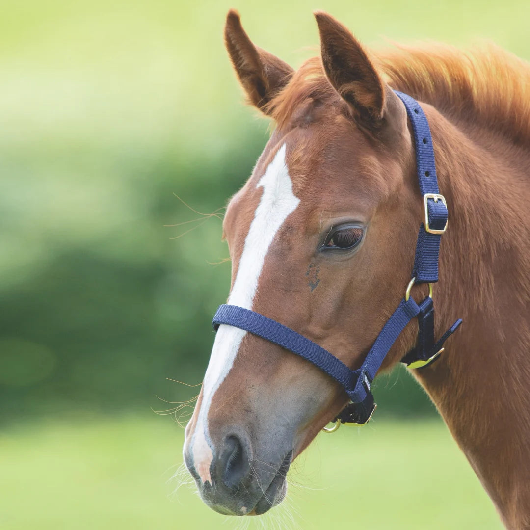 Shires Foal Headcollar