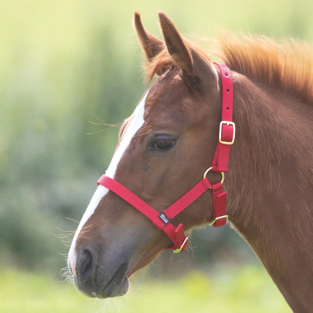 Shires Foal Headcollar