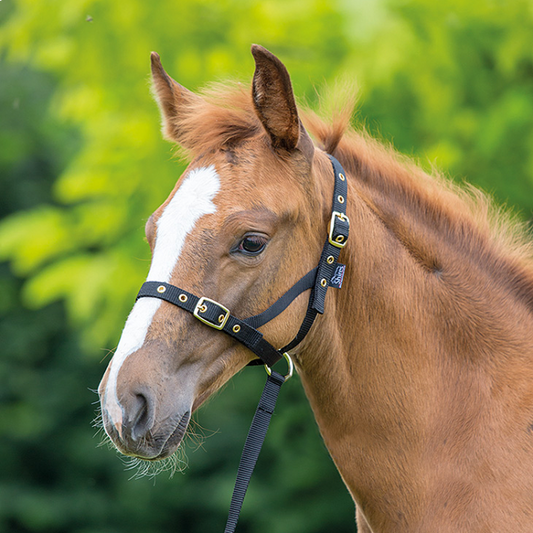 Shires Foal Slip