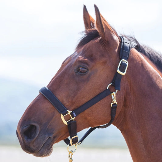 Shires Topaz Black Nylon Headcollar