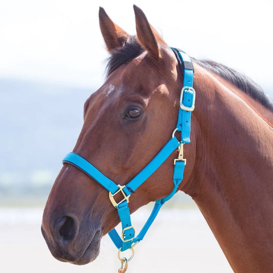 Shires Topaz Blue Nylon Headcollar