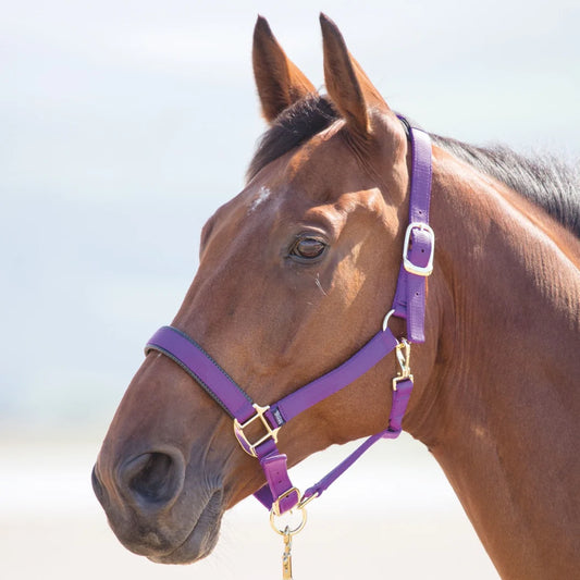 Shires Topaz Purple Nylon Headcollar