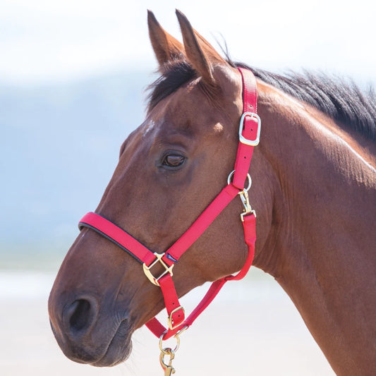 Shires Topaz Red Nylon Headcollar