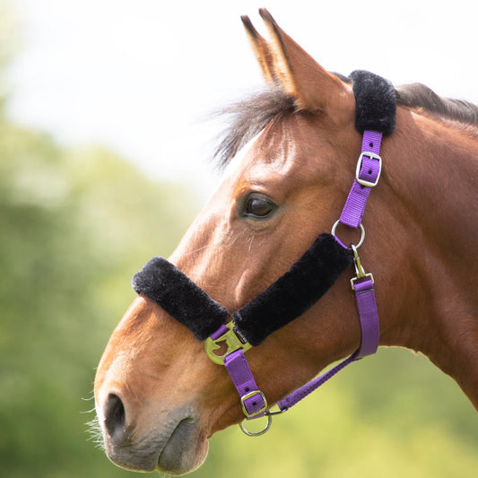 Shires Purple Fleece Lined Headcollar