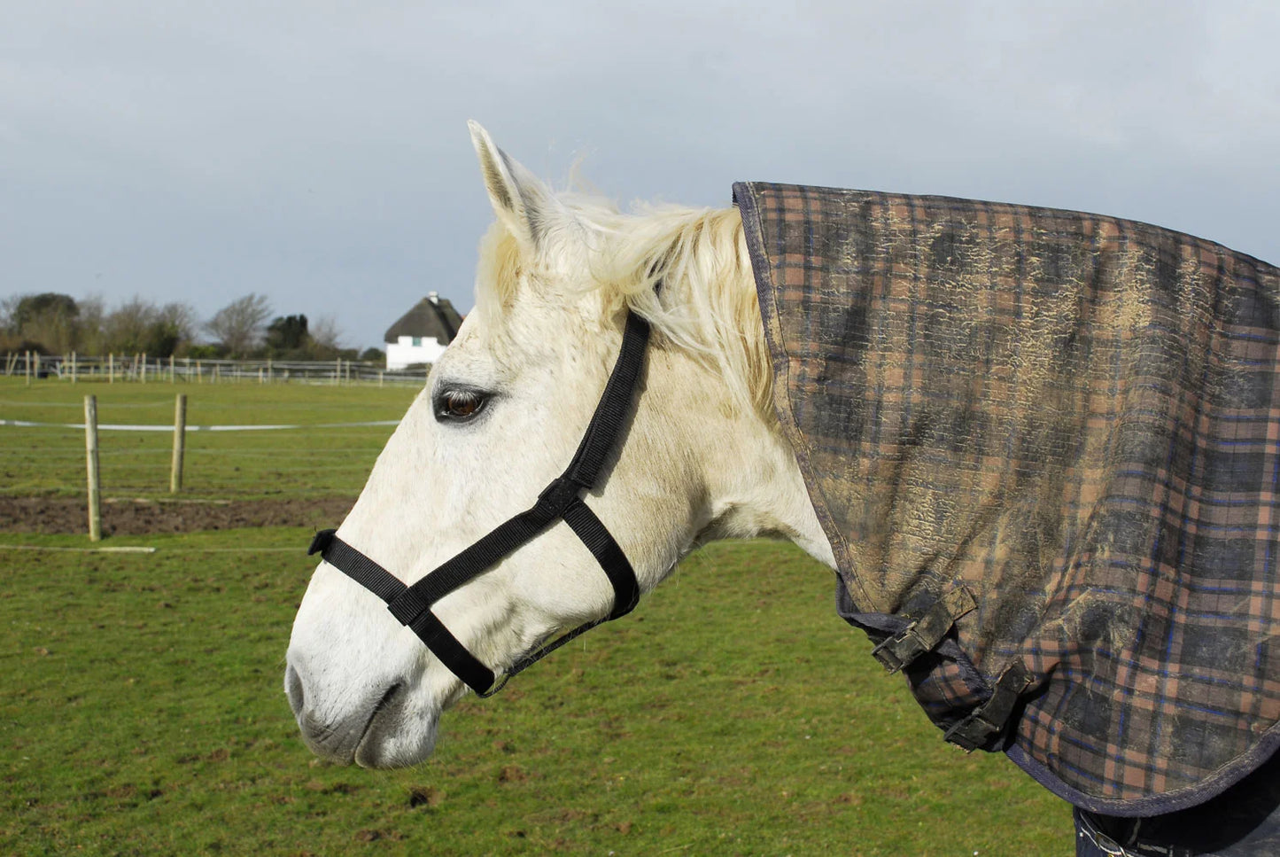 Rhinegold Raspberry Field Safe Headcollar